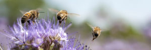les abeilles sauvages piliers de notre agriculture
