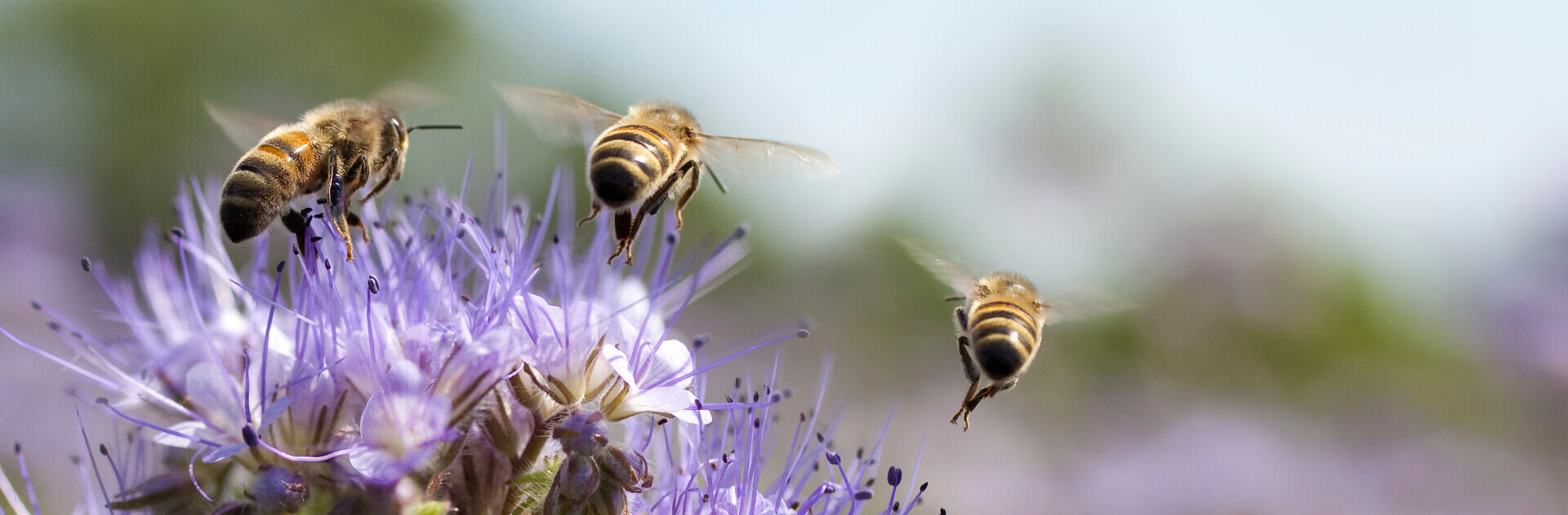 les abeilles sauvages piliers de notre agriculture