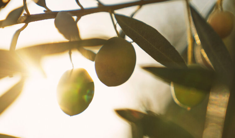 quand les fruits et légumes produisent de l energie